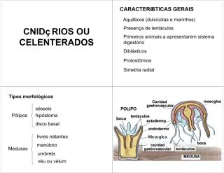 cnidarios_ou_celenterados.pdf