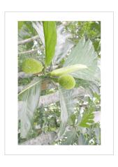 موسوعة النباتات الطبية و النباتات السامة و المسرطنةa.pdf